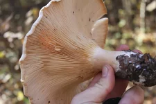 IMG_3331_новый размер.webp