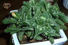 ( Faucaria tuberculosa ),Фаукария бугорчатая.webp