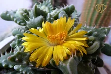   бугорчатая,( Faucaria tuberculosa ).webp