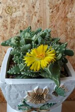 Фаукария бугорчатая,( Faucaria tuberculosa ).jpg
