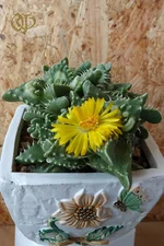 бугорчатая,( Faucaria tuberculosa ).webp