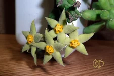 Piaranthus   comptus.webp