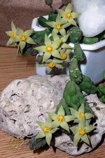 Piaranthus  comptus.webp