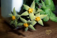 Piaranthus comptus(Пиарантус).webp