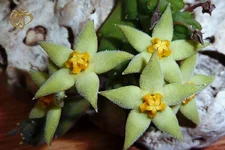 Piaranthus comptus,Пиарантус.webp