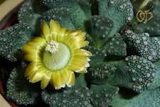   (Titanopsis calcarea).webp