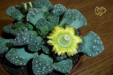  (Titanopsis calcarea).webp