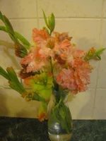 IMG_2679.webp