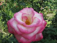 IMG_2730.webp