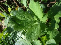 DSC04240.jpg