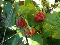 DSC04272.jpg
