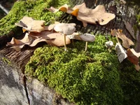 DSC04307.jpg