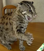 кот.jpg