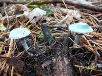 100_5145.webp