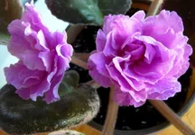 Rebel's Scotty1.webp