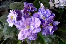 L-rover 95_thumb.webp