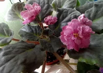 rum punch32_thumb.webp