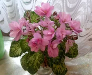 Trinket Terrific 25_thumb.webp