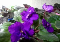 -Лесная ежевика SAM_4800_thumb.webp