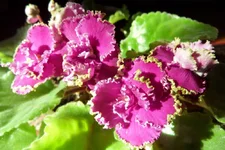  магия 34_thumb.webp