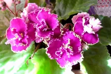  магия SAM_4856_thumb.webp