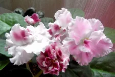  вишня 12_thumb.webp