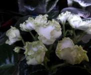  эффект 65_thumb.webp