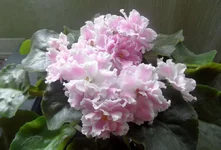  пантера 22_thumb.webp