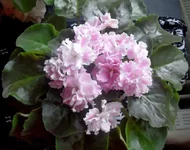  пантера 22SAM_4770_thumb.webp