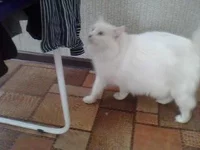 IMG0045A.webp IMG0045A.webp