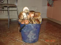005.webp
