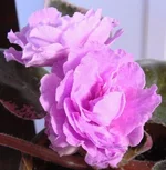 Rebel's Scotty1.webp