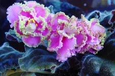 -Первая Фрейлина.webp