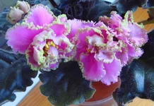 -Первая Фрейлина1.webp