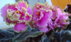 -Первая Фрейлина2.webp