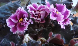 -Царская Особа.webp