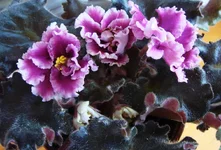 -Царская Особа1.webp