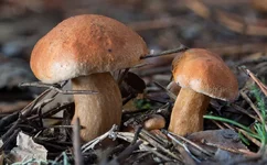 suillus_bovinus_3.webp