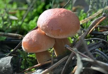 suillus_bovinus_1.webp
