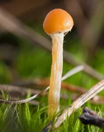 galerina_hypnorum_1.webp