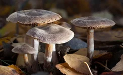 cortinarius_sp_2.webp