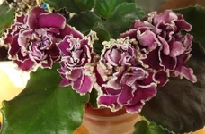  Шато Брион.webp