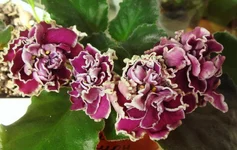 -Шато Брион.webp