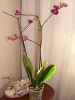 SDC12873.JPG