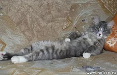 1268364851_www.roflcats.ru-118.jpg