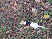 SAM_0926_1.jpg