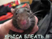 rat.webp
