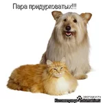 kotomatritsa_eT4.webp