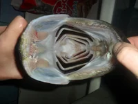 SAM_5263.webp