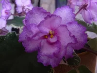 Fredette's Risen Star.webp